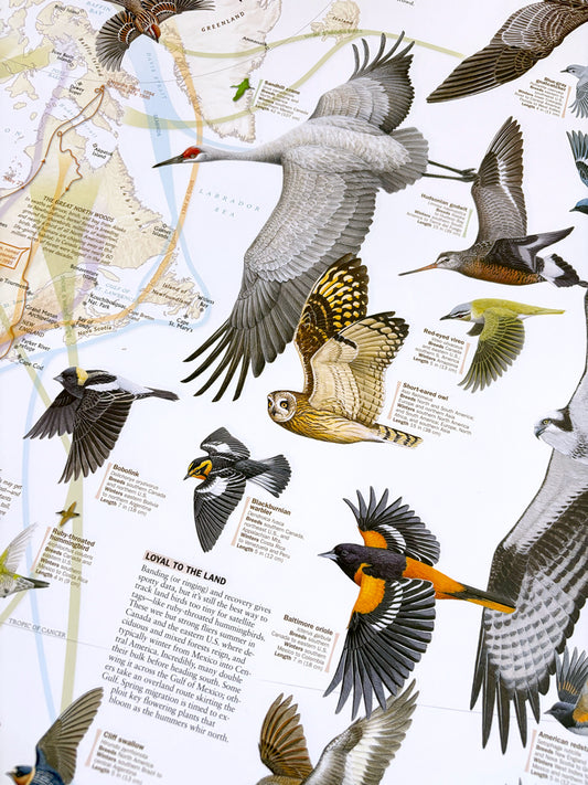 Map of North America in the Age of Dinosaurs